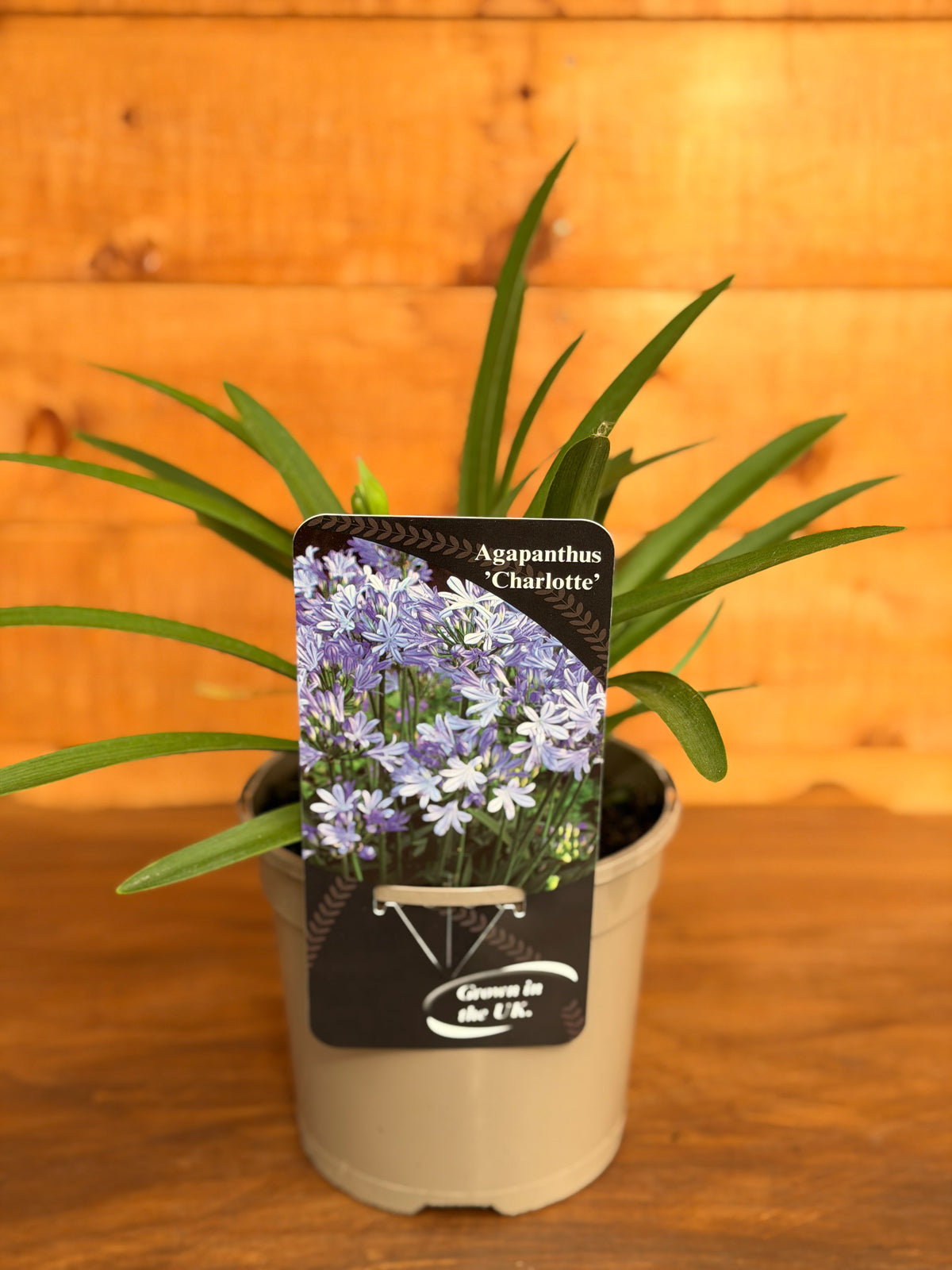 Agapanthus 'Charlotte'