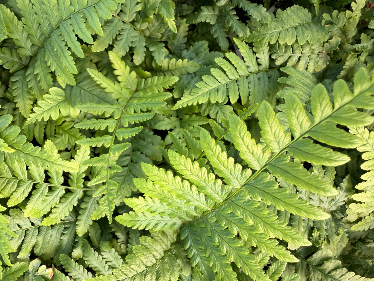 Athyrium vidalii