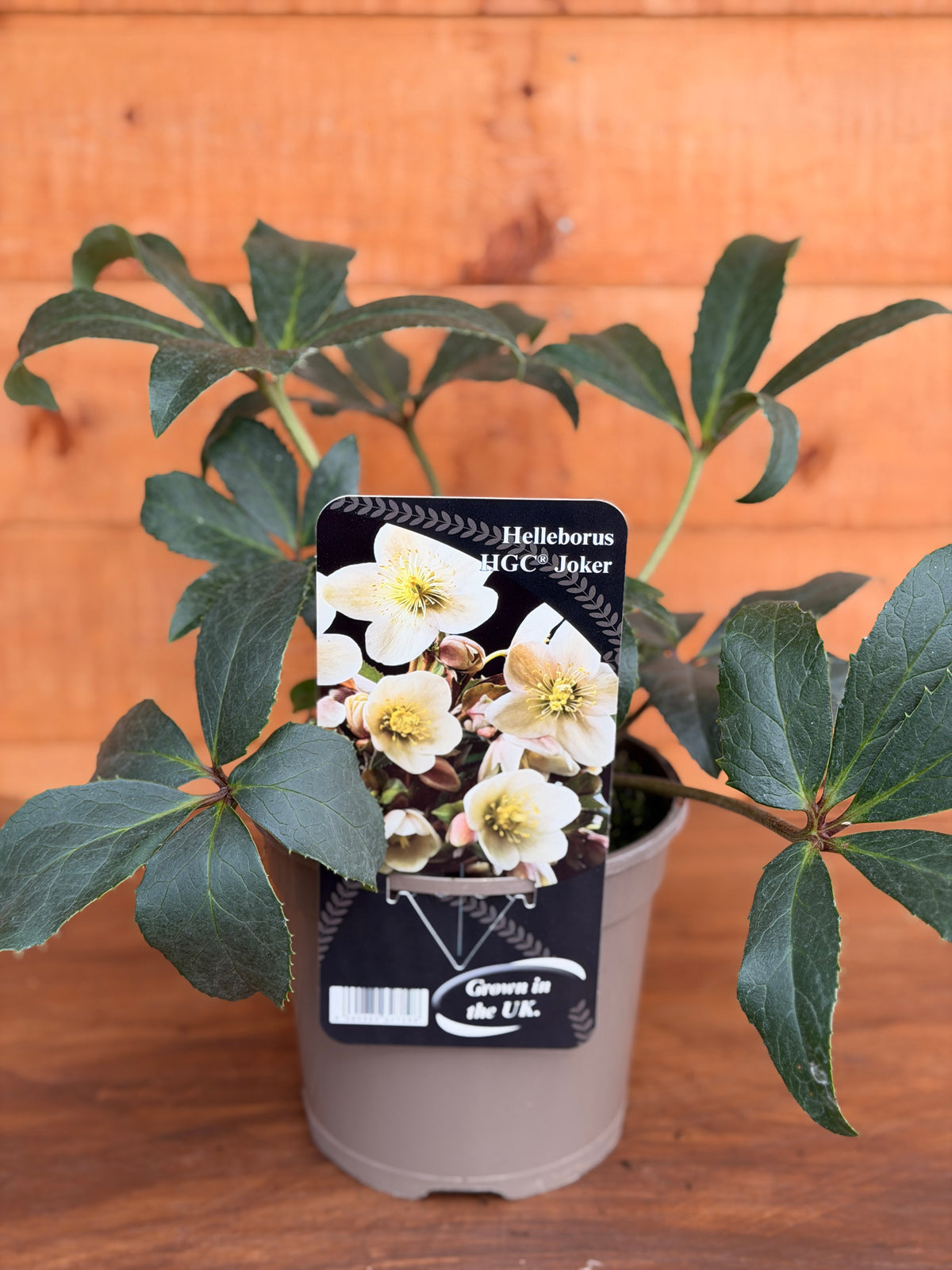 Helleborus x ericsmithii 'Joker'
