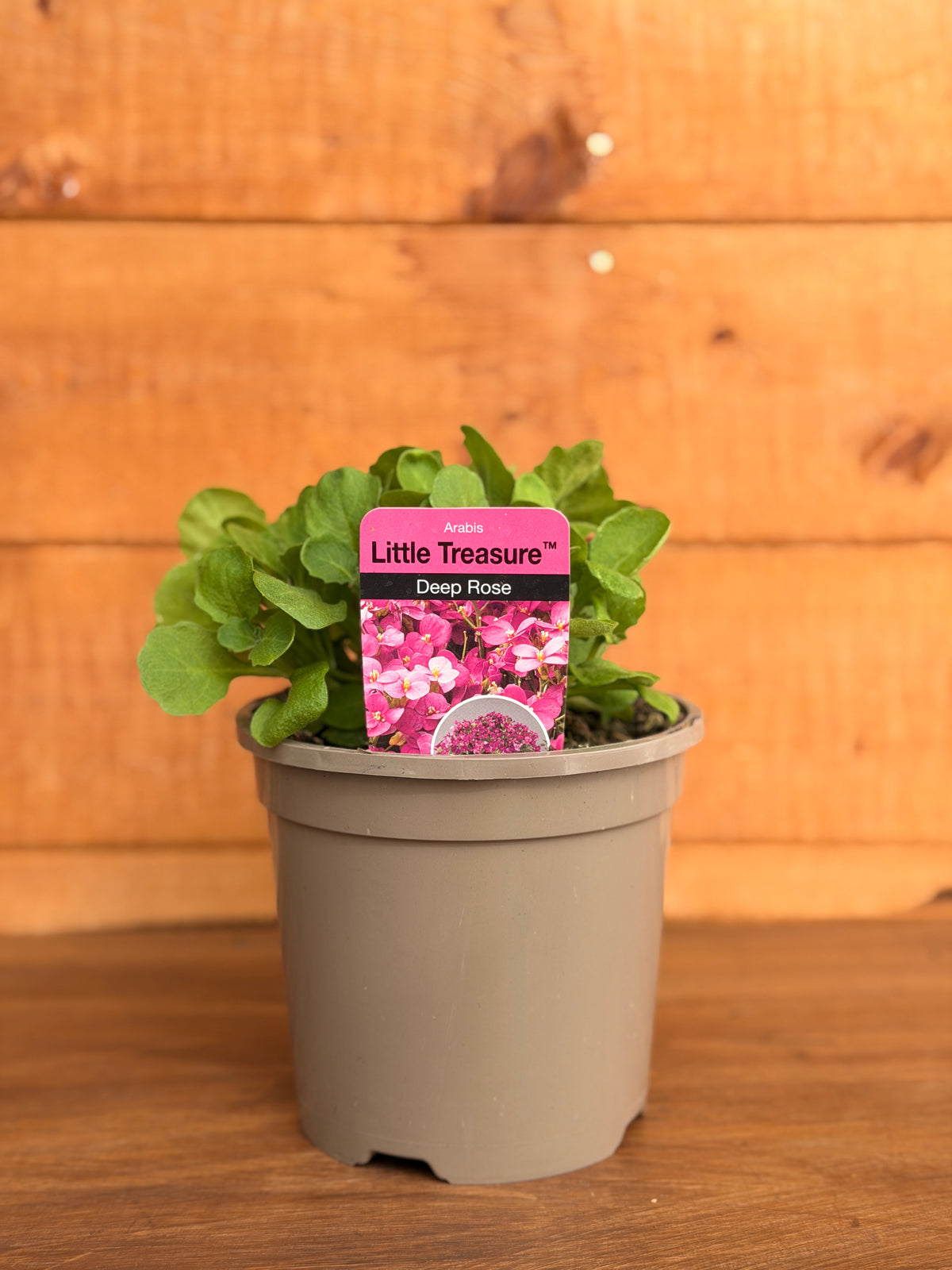 Arabis caucasica 'Little Treasure Deep Rose'