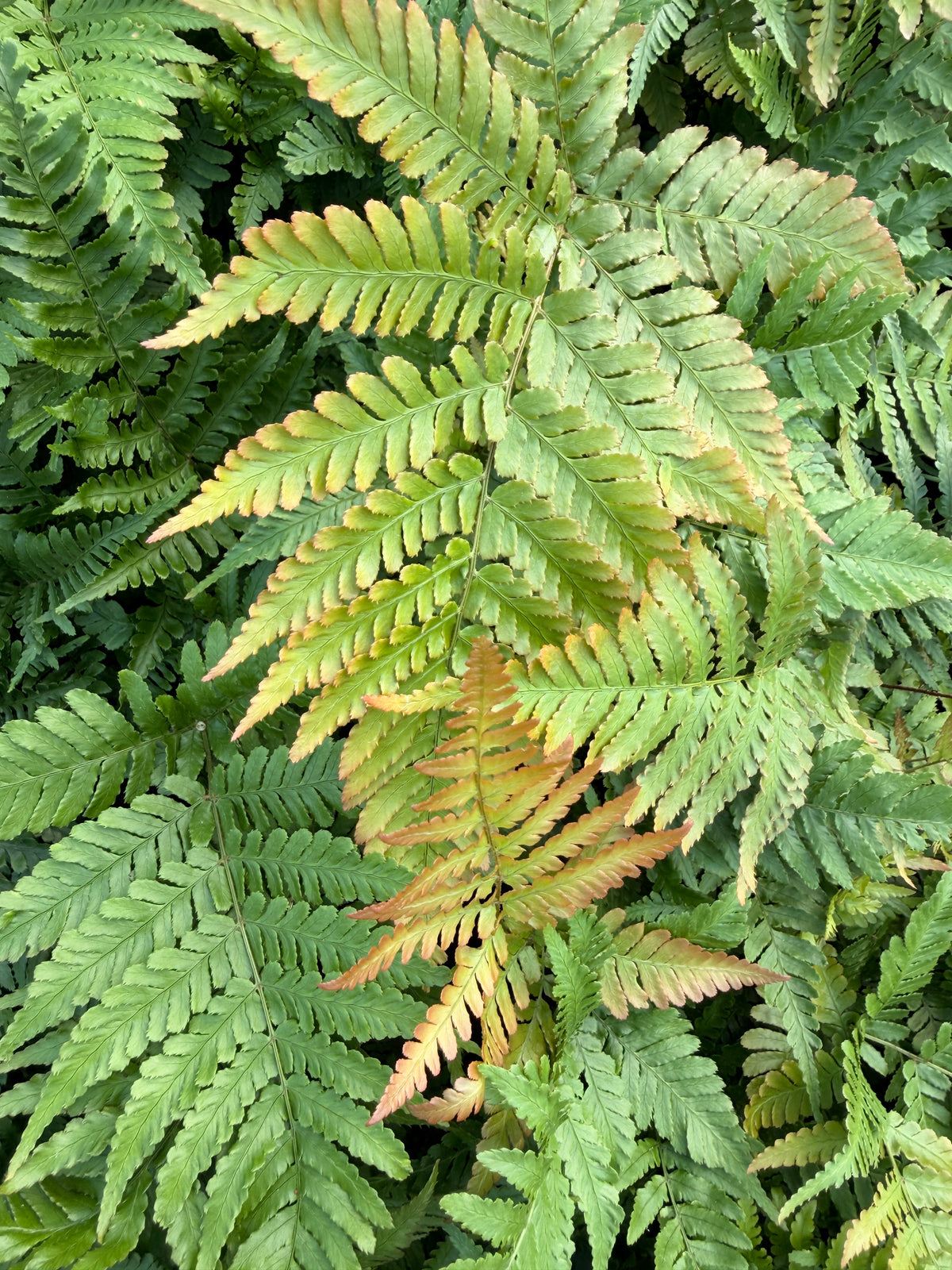 Dryopteris erythrosora
