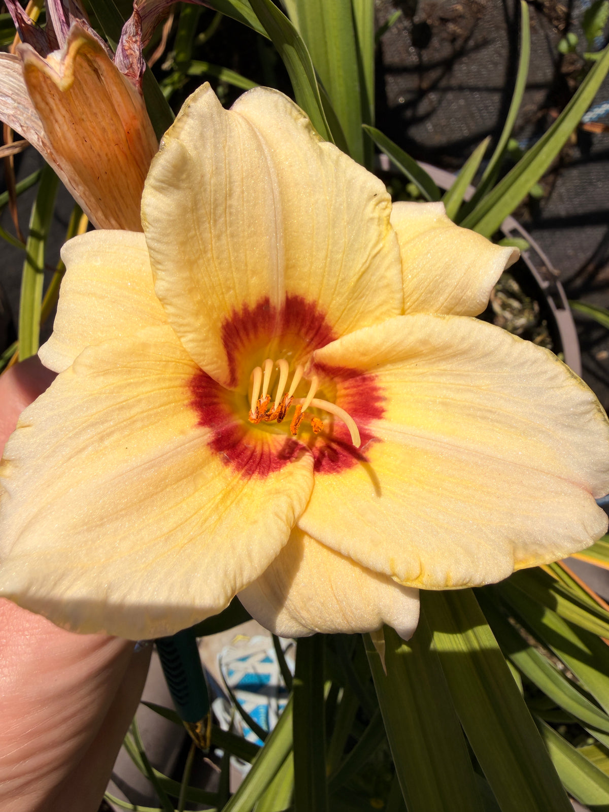 Hemerocallis 'Pandora's Box'