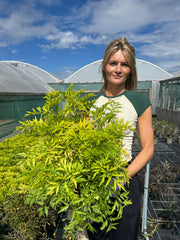 Sambucus 'Golden Tower'