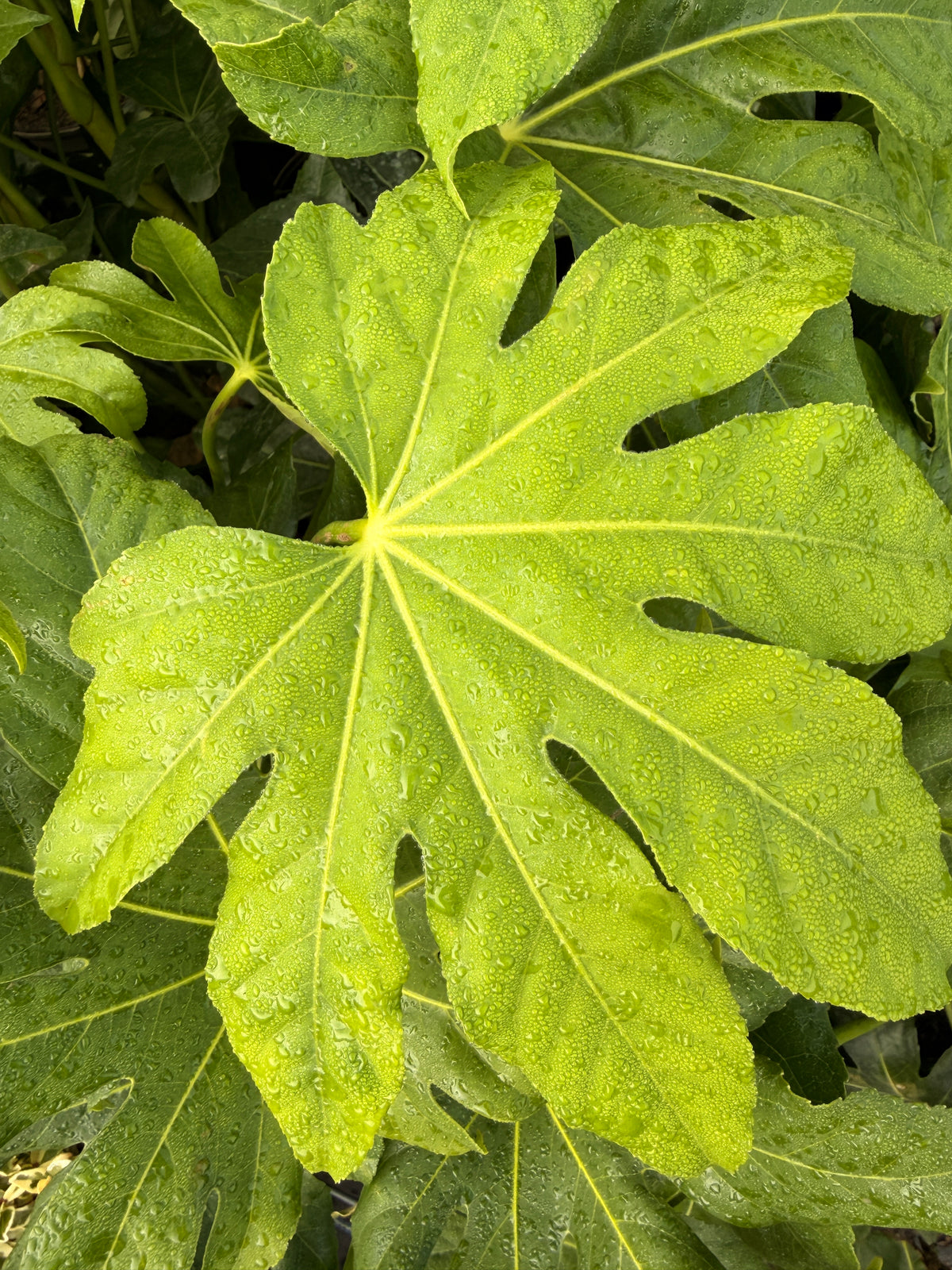 Fatsia japonica
