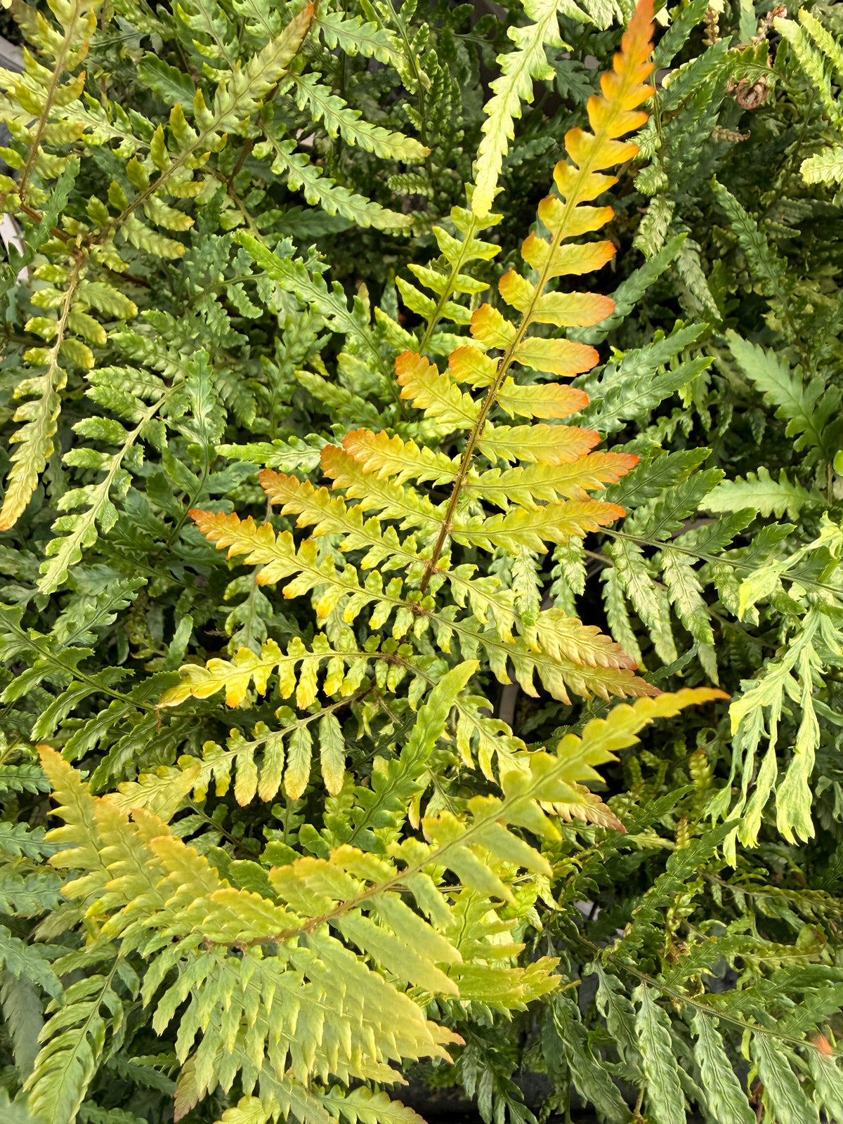 Dryopteris erythrosora 'Prolifica'