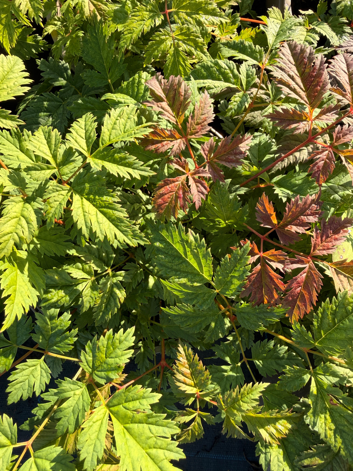 Aruncus 'Goatee'