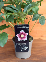 Helleborus orientalis 'Purple Flame'