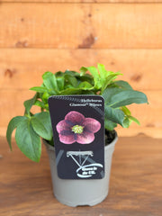 Helleborus orientalis 'Bijoux'