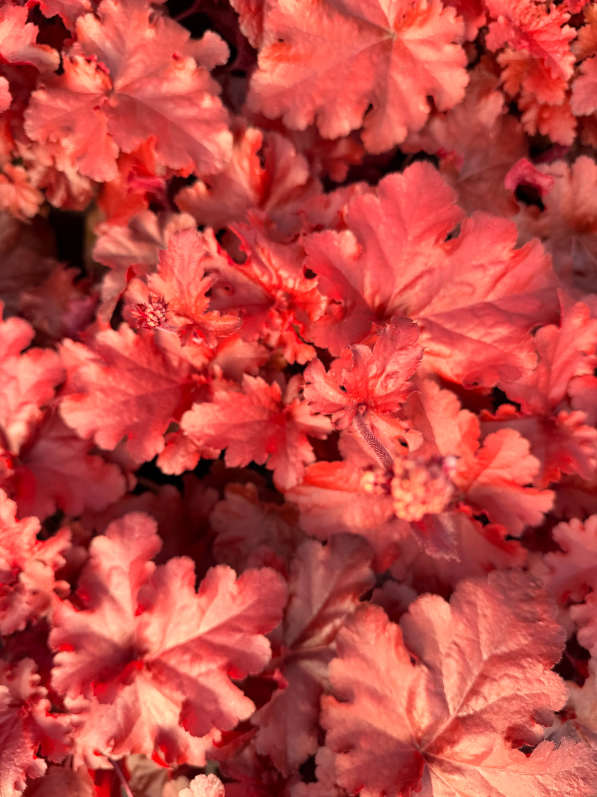 Heuchera 'Forever Red'