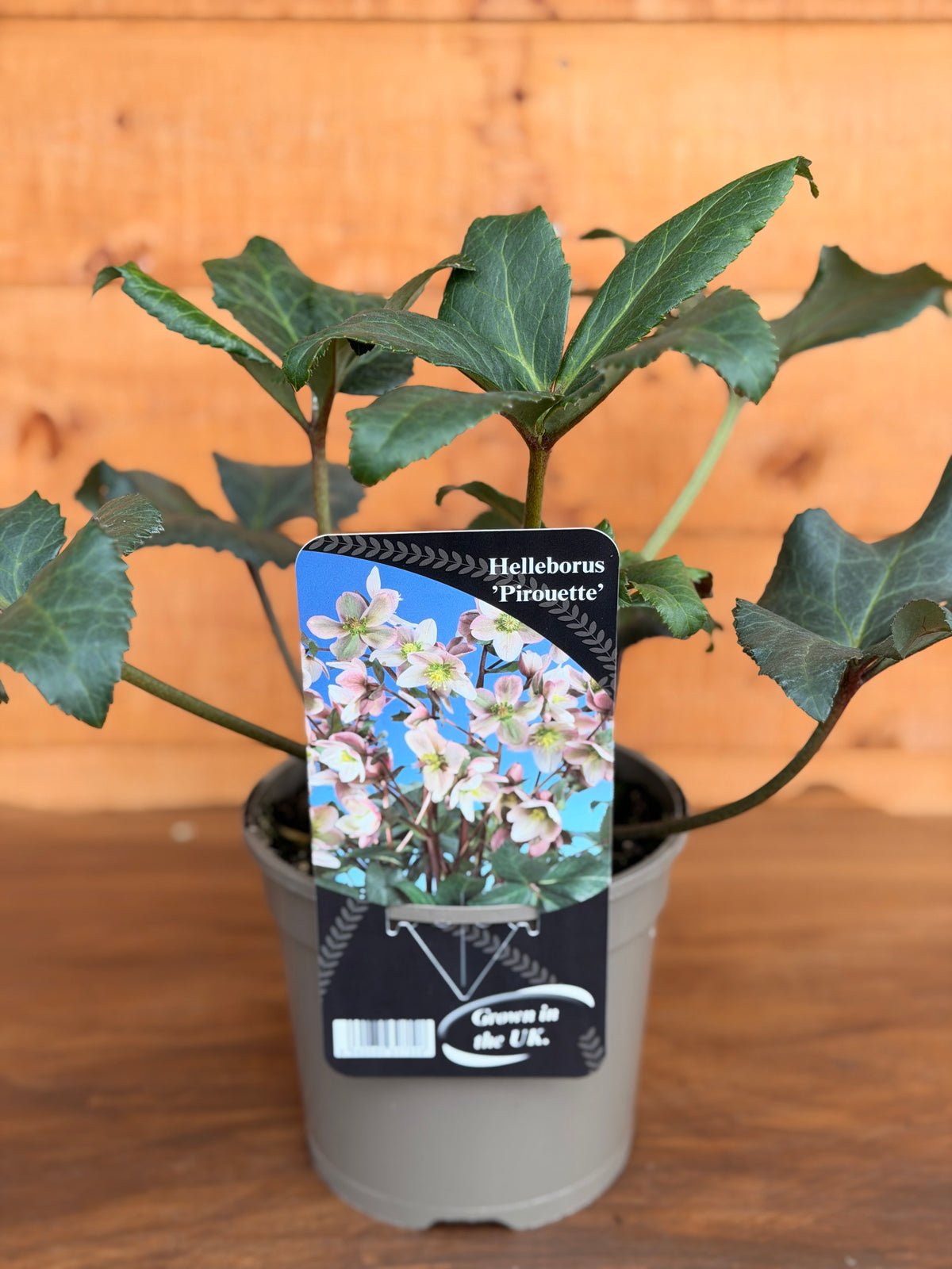 Helleborus x ericsmithii 'Pirouette'