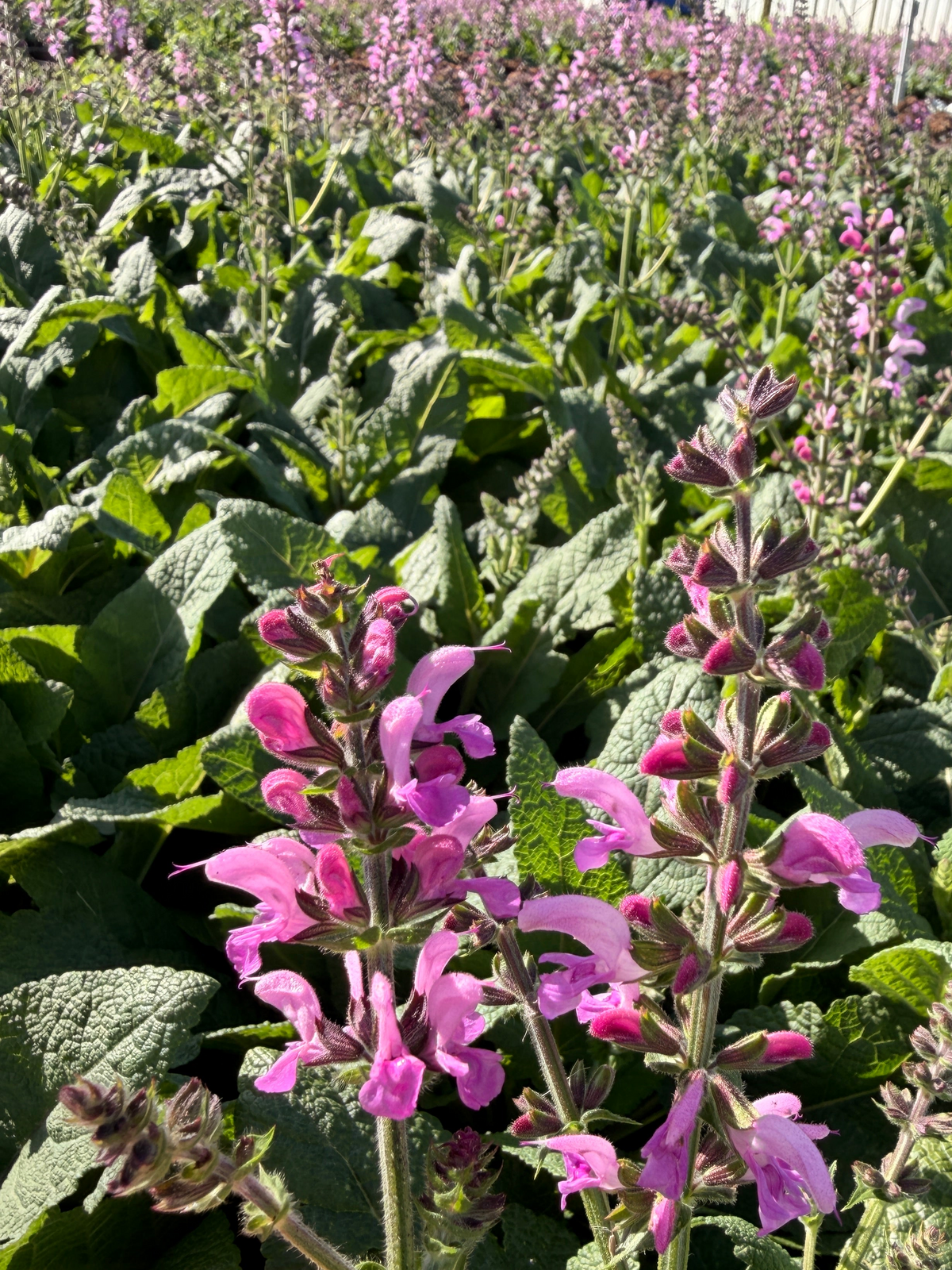 Salvia 'Fashionista Back to the Fuchsia'