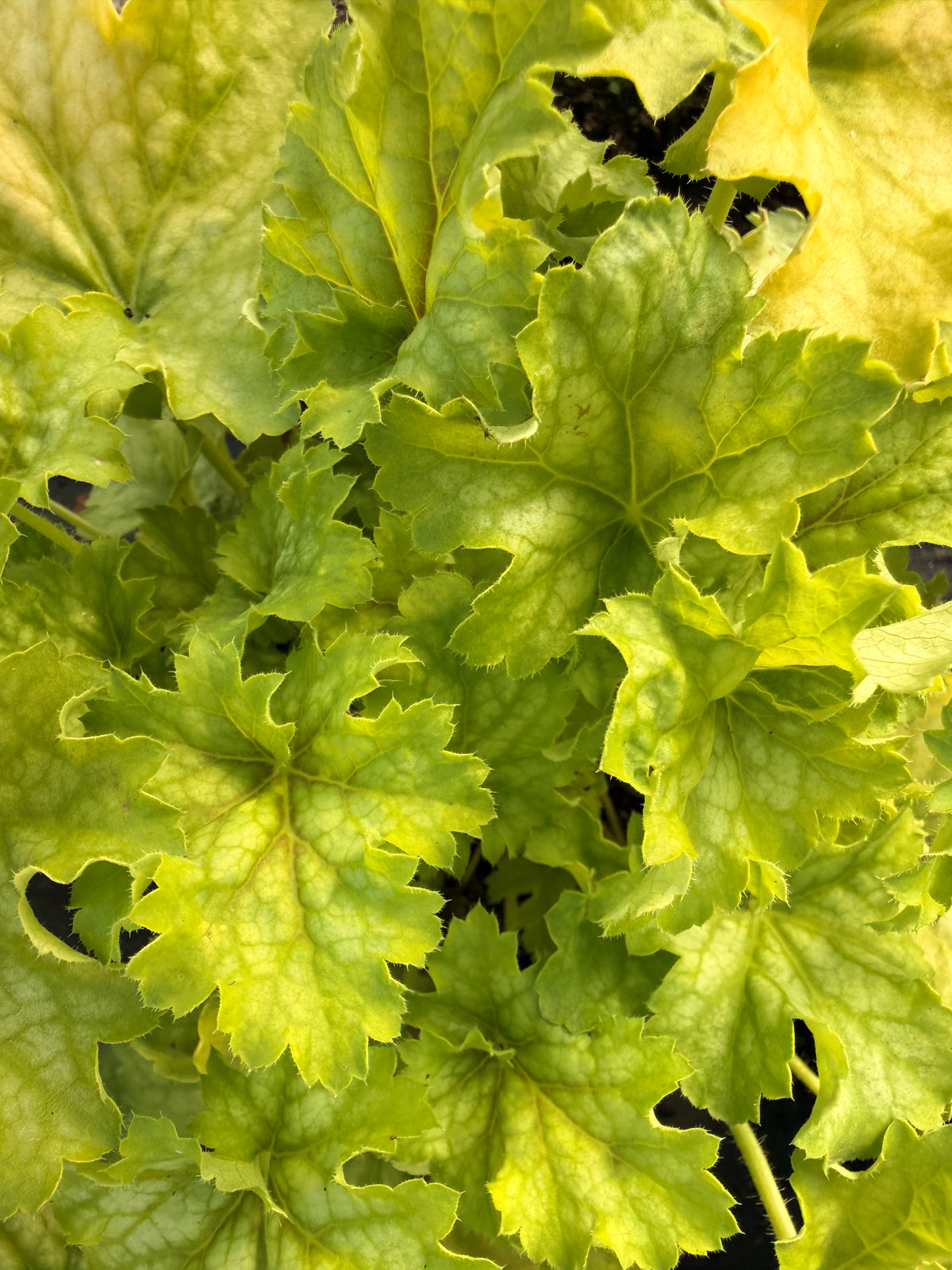 Heuchera 'Splashberry'