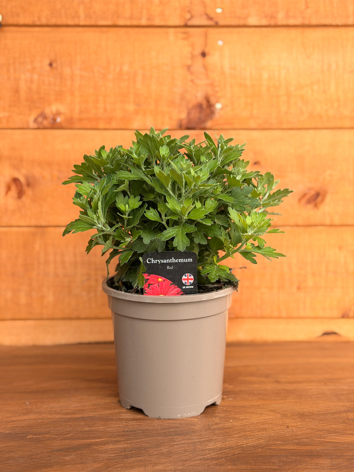 Chrysanthemum 'Red'