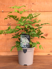Osmunda regalis 'Purpurascens'
