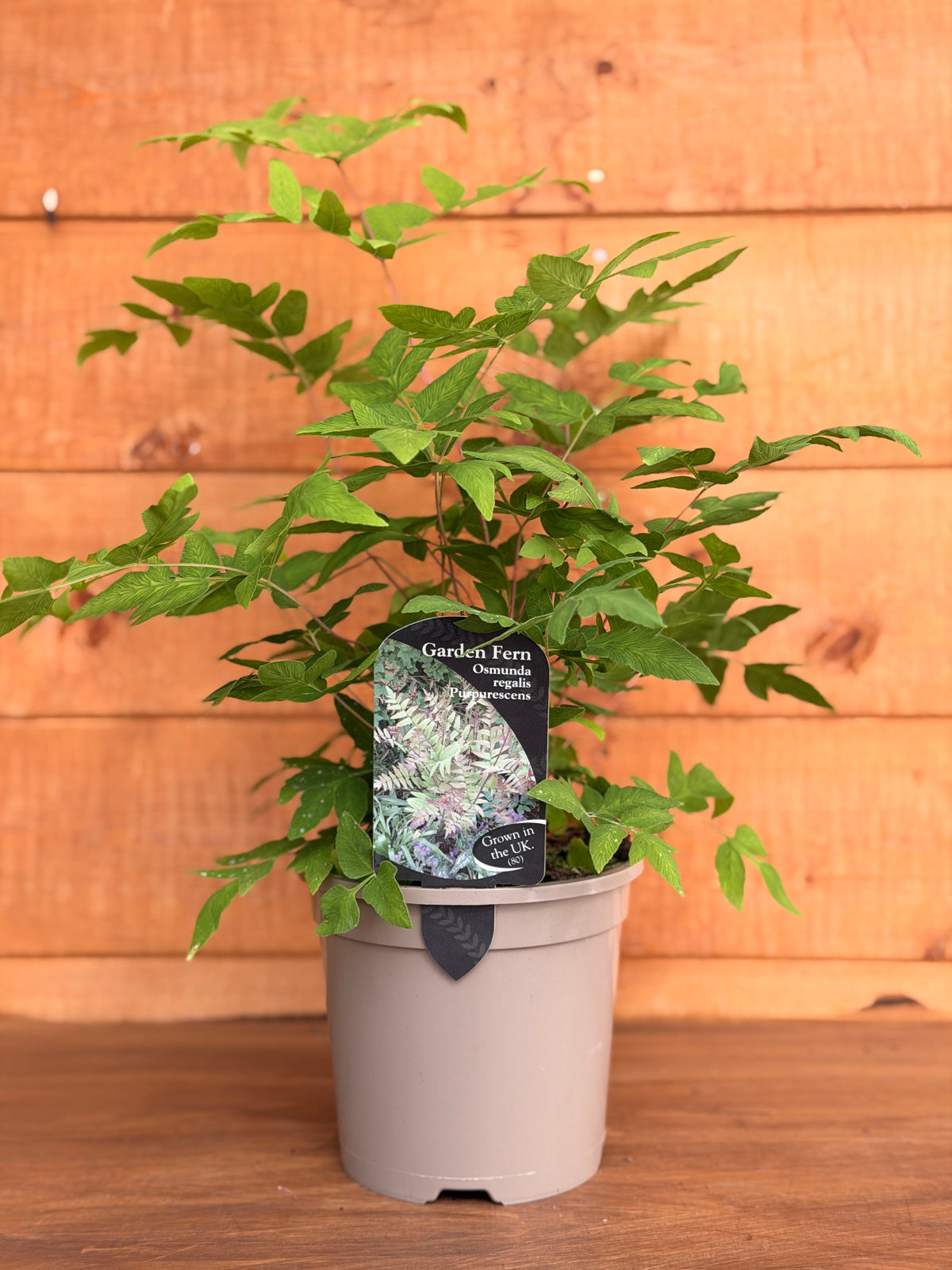 Osmunda regalis 'Purpurascens'