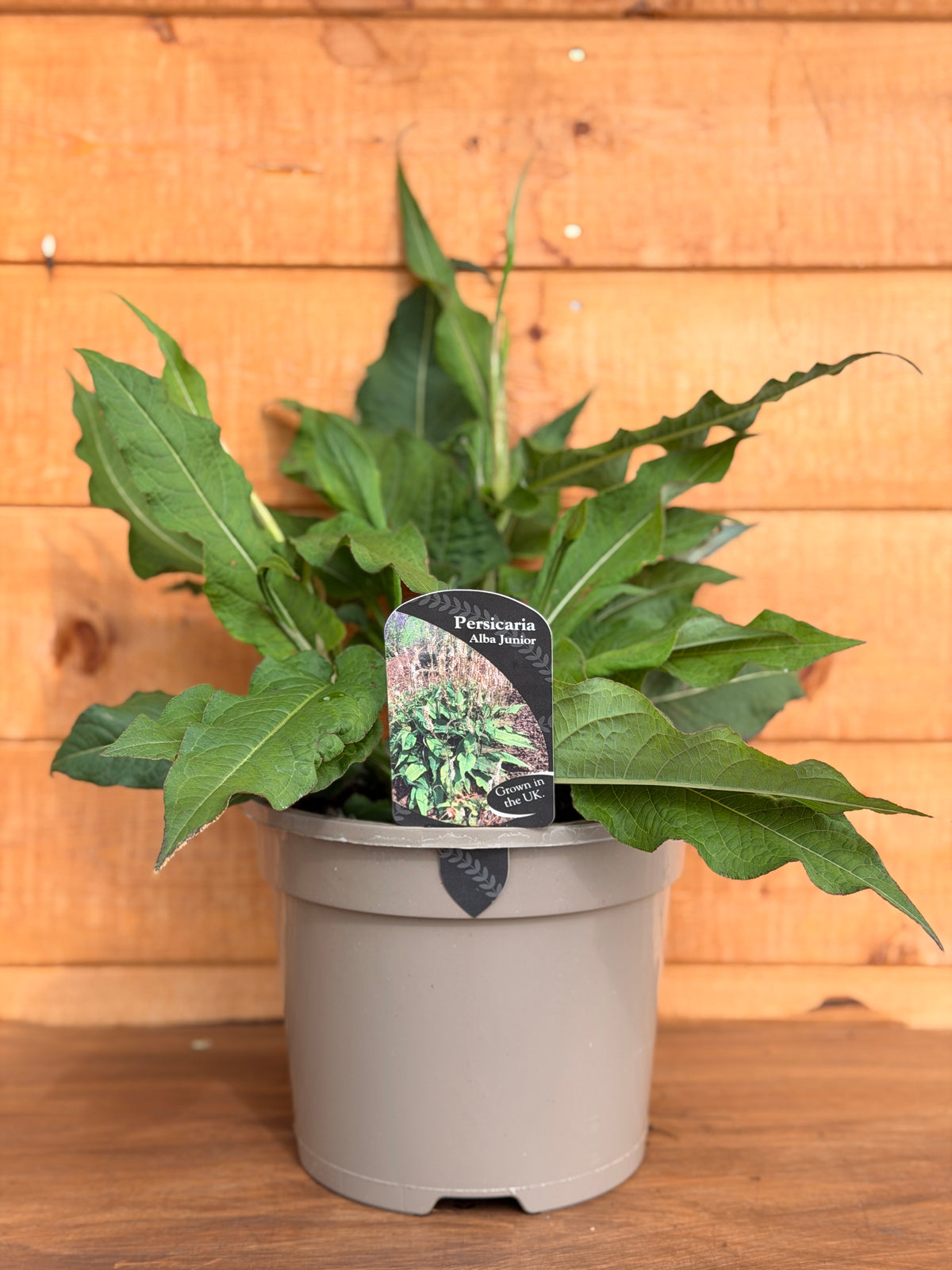 Persicaria 'Alba Junior'