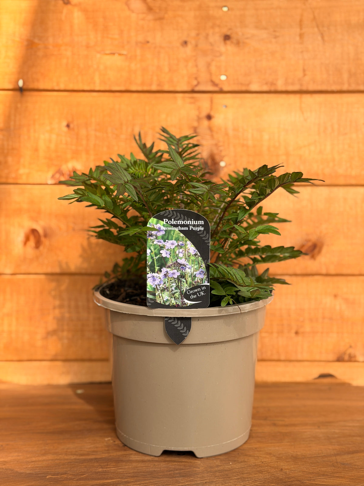 Polemonium 'Bressingham Purple'