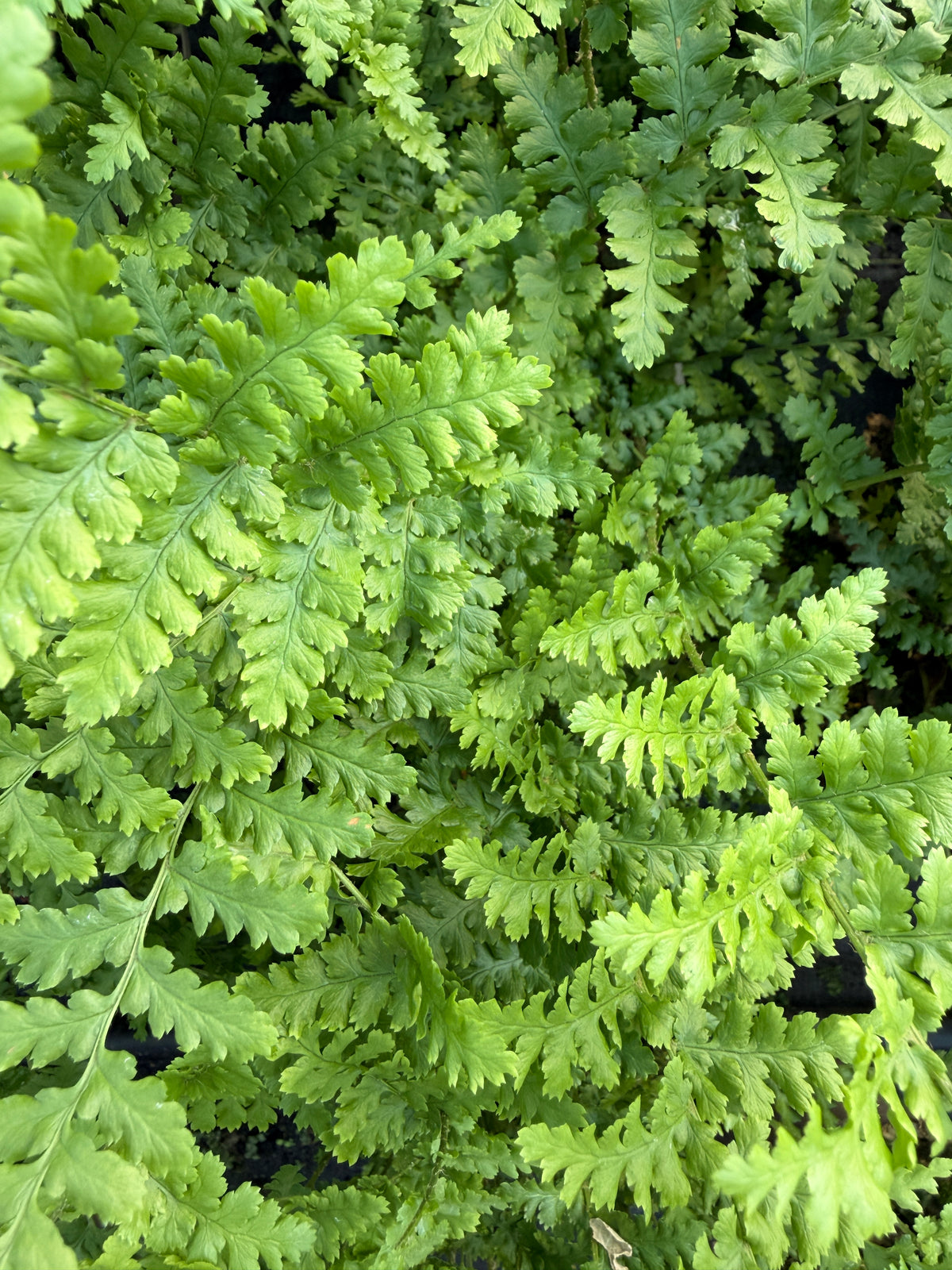 Dryopteris felix-mas 'Barnesii'