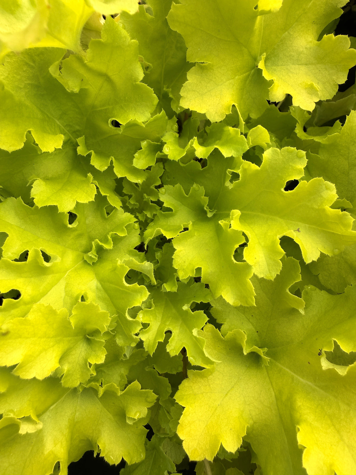 Heuchera 'Lime Marmalade'