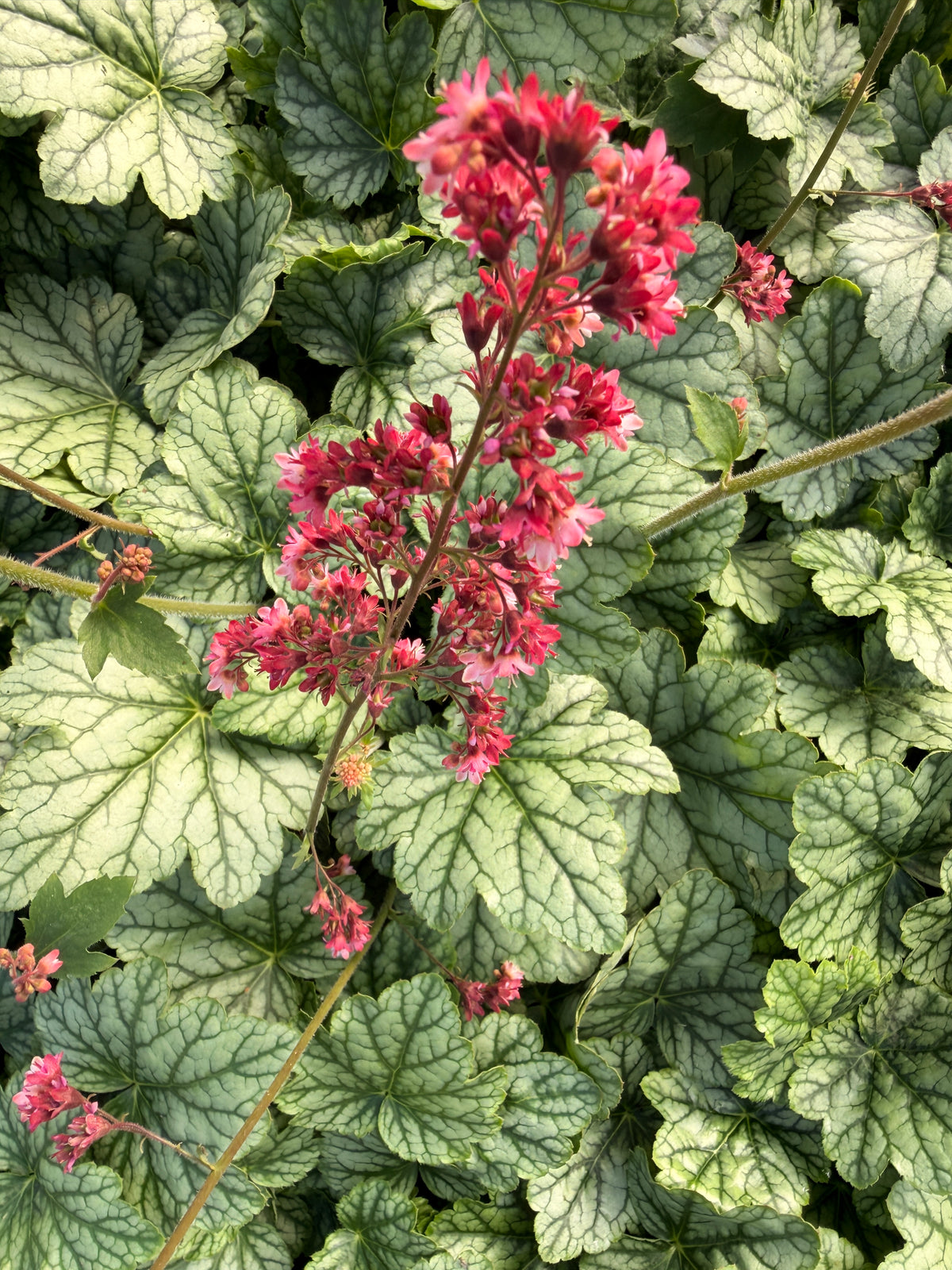 Heuchera 'Berry Timeless'