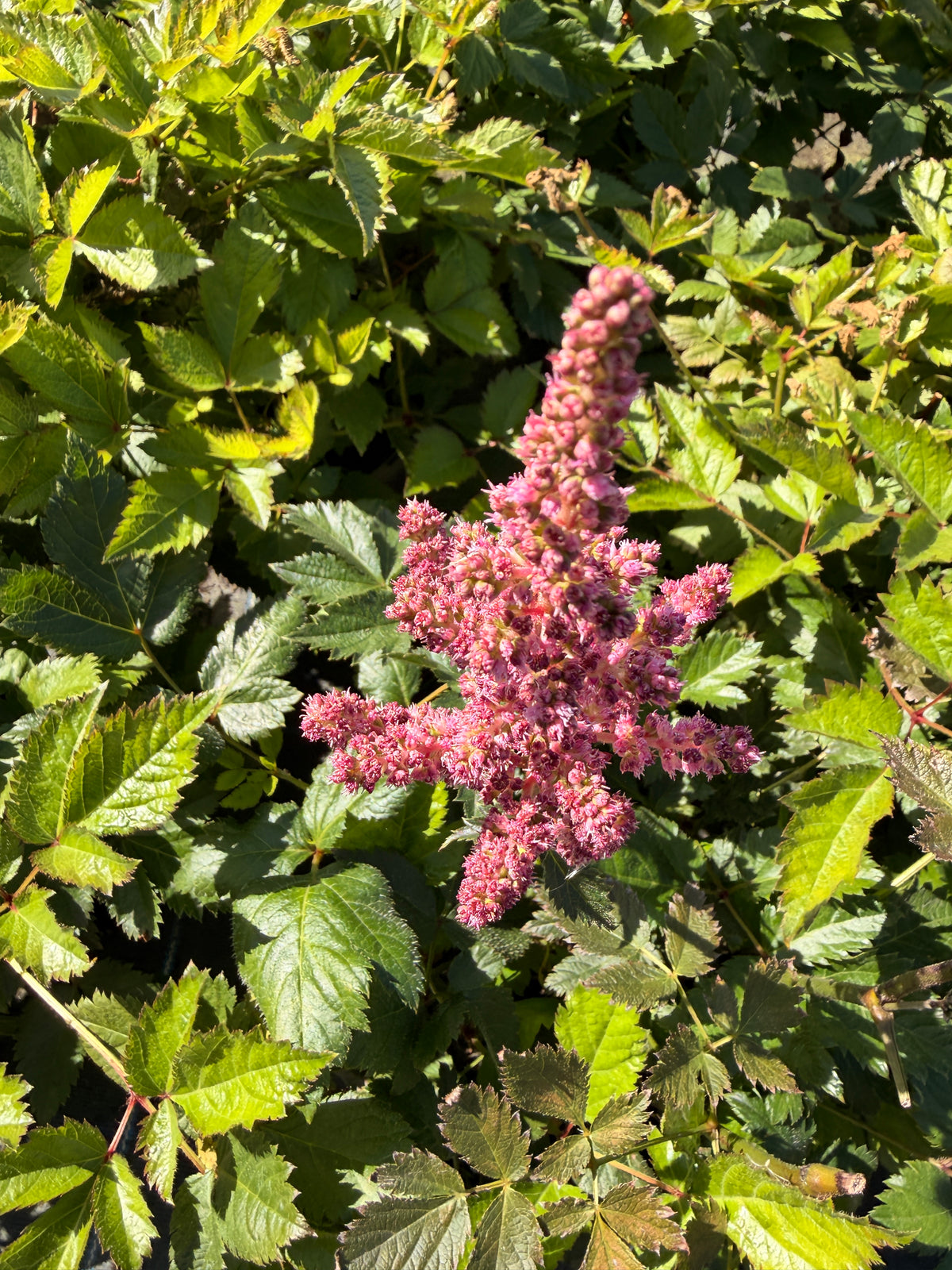 Astilbe chinensis 'Vision in Pink'