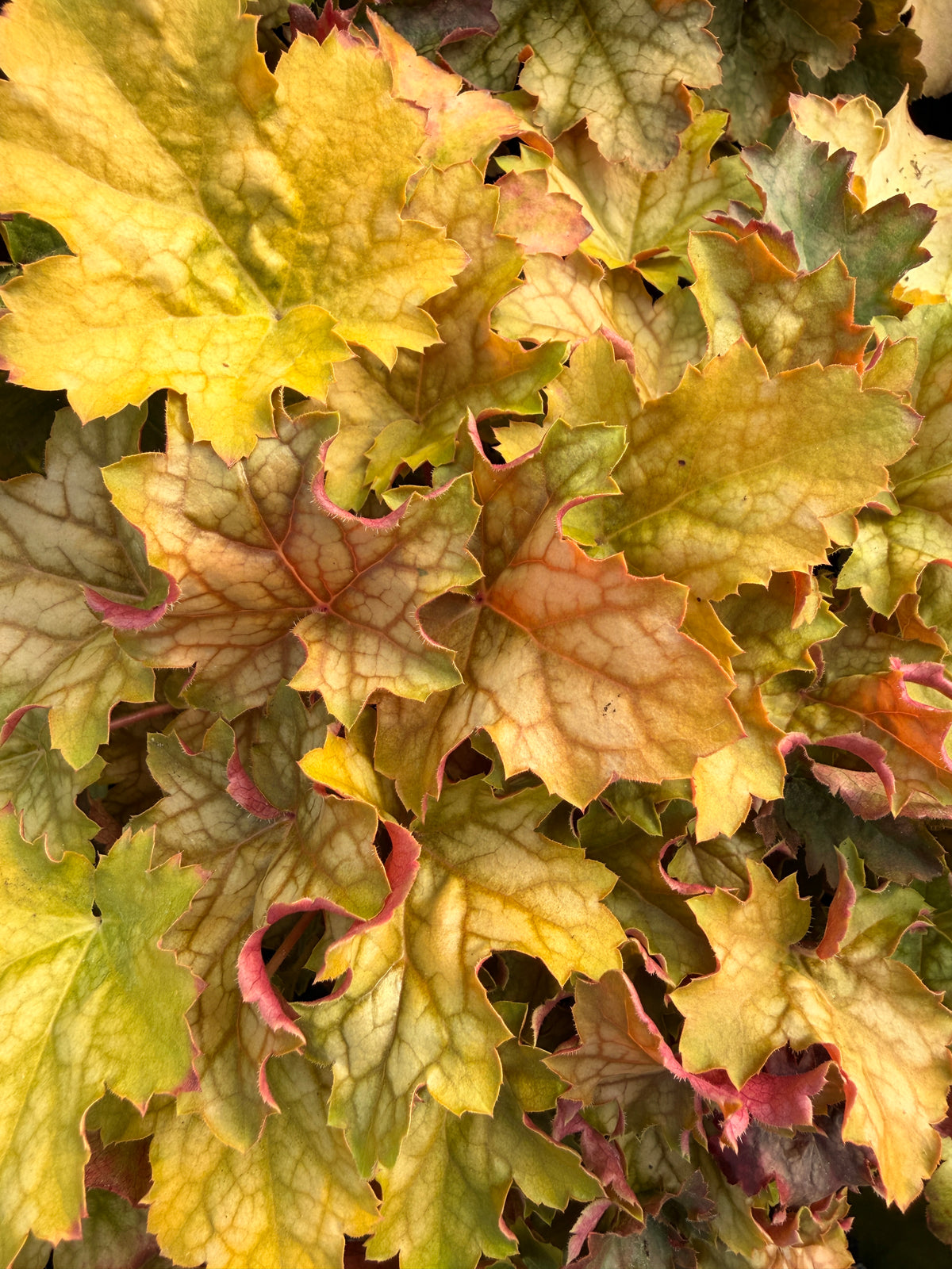 Heuchera 'Ginger Ale'