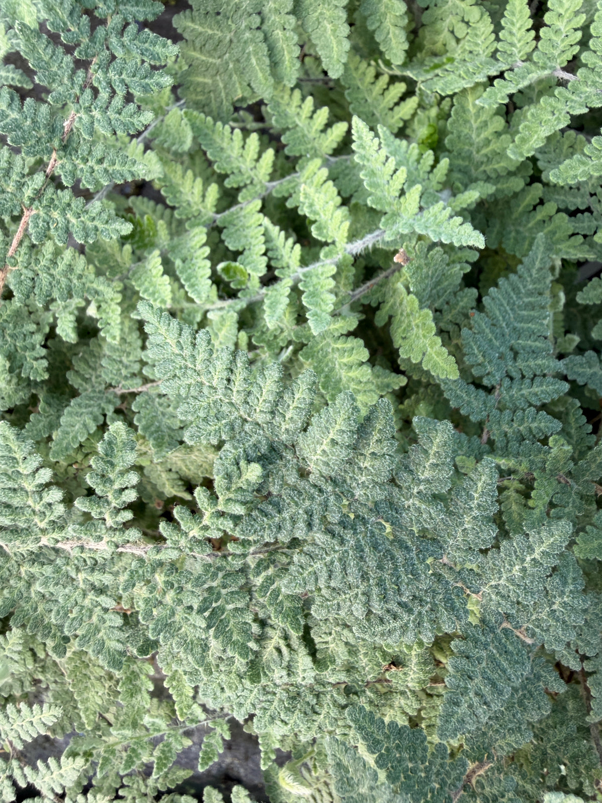 Chelianthes lanosa
