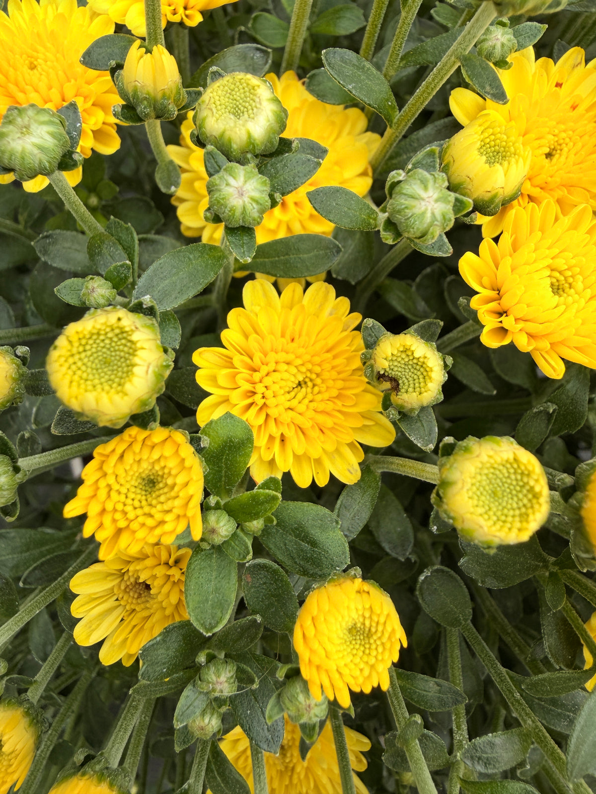 Garden Mum 'Yellow'