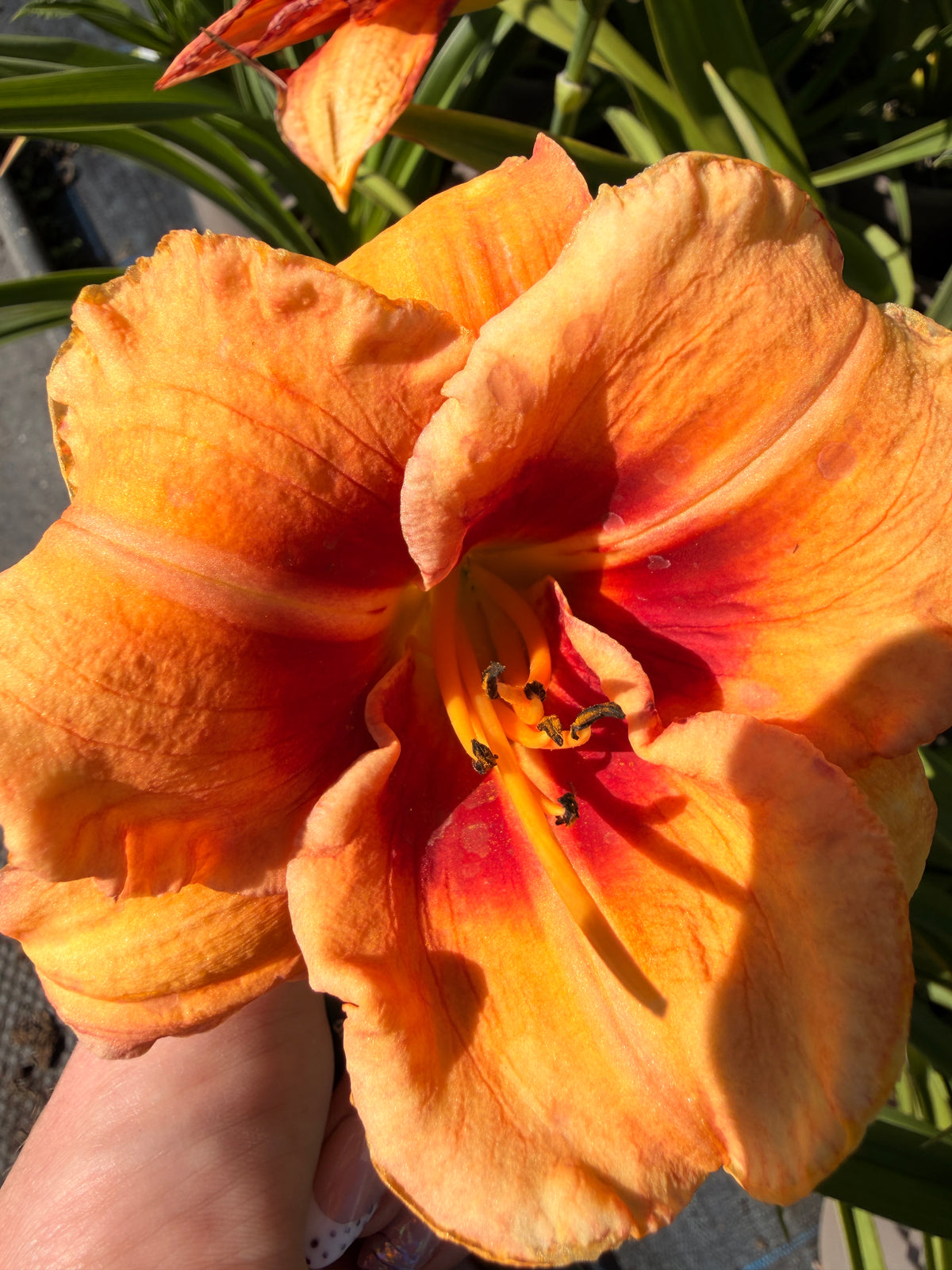 Hemerocallis 'Tigger'