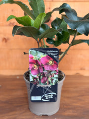 Helleborus x glandorfensis 'Ice N Roses Red'