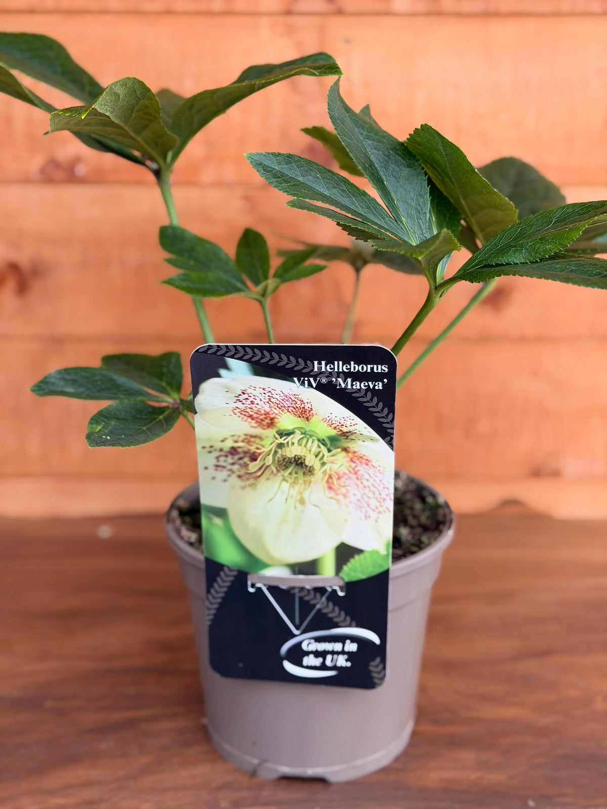 Helleborus orientalis 'Viv Maeva'