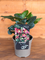 Helleborus x glandorfensis 'Ice N Roses Bennotta'