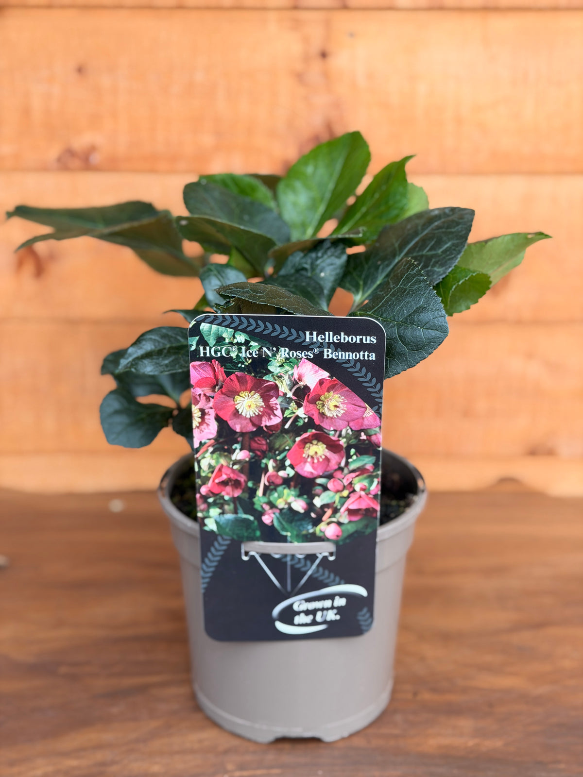 Helleborus x glandorfensis 'Ice N Roses Bennotta'