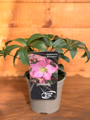 Helleborus 'Rosemary'