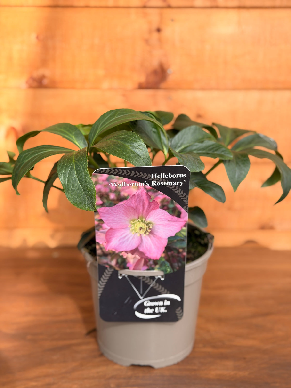 Helleborus 'Rosemary'