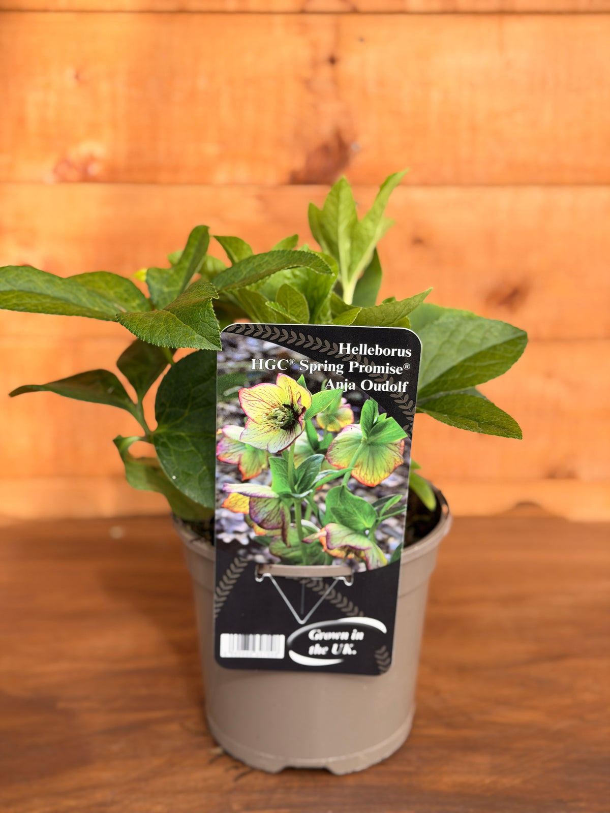 Helleborus x hybridus 'Anja Oudolf'