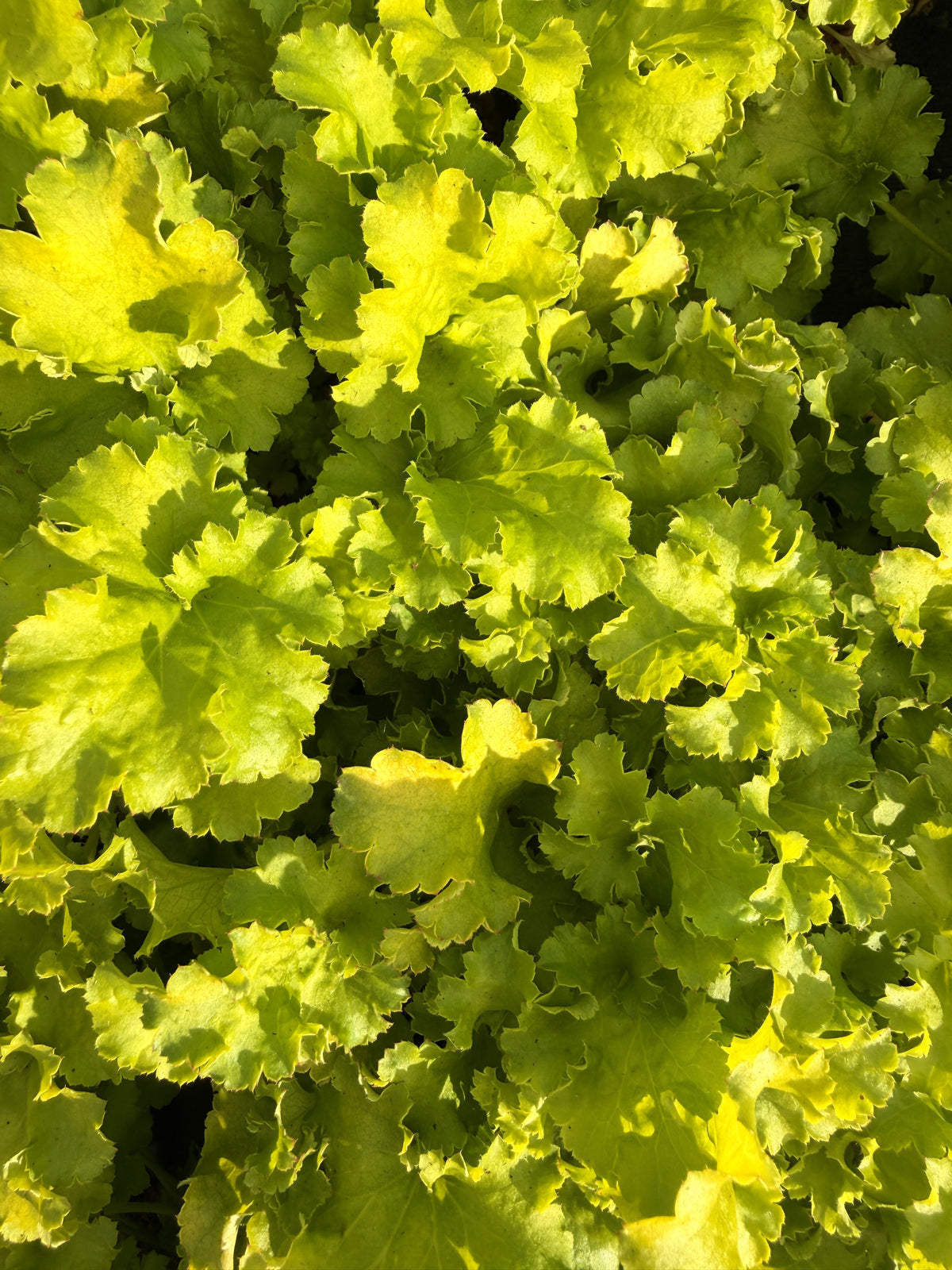 Heuchera 'Limeberry'
