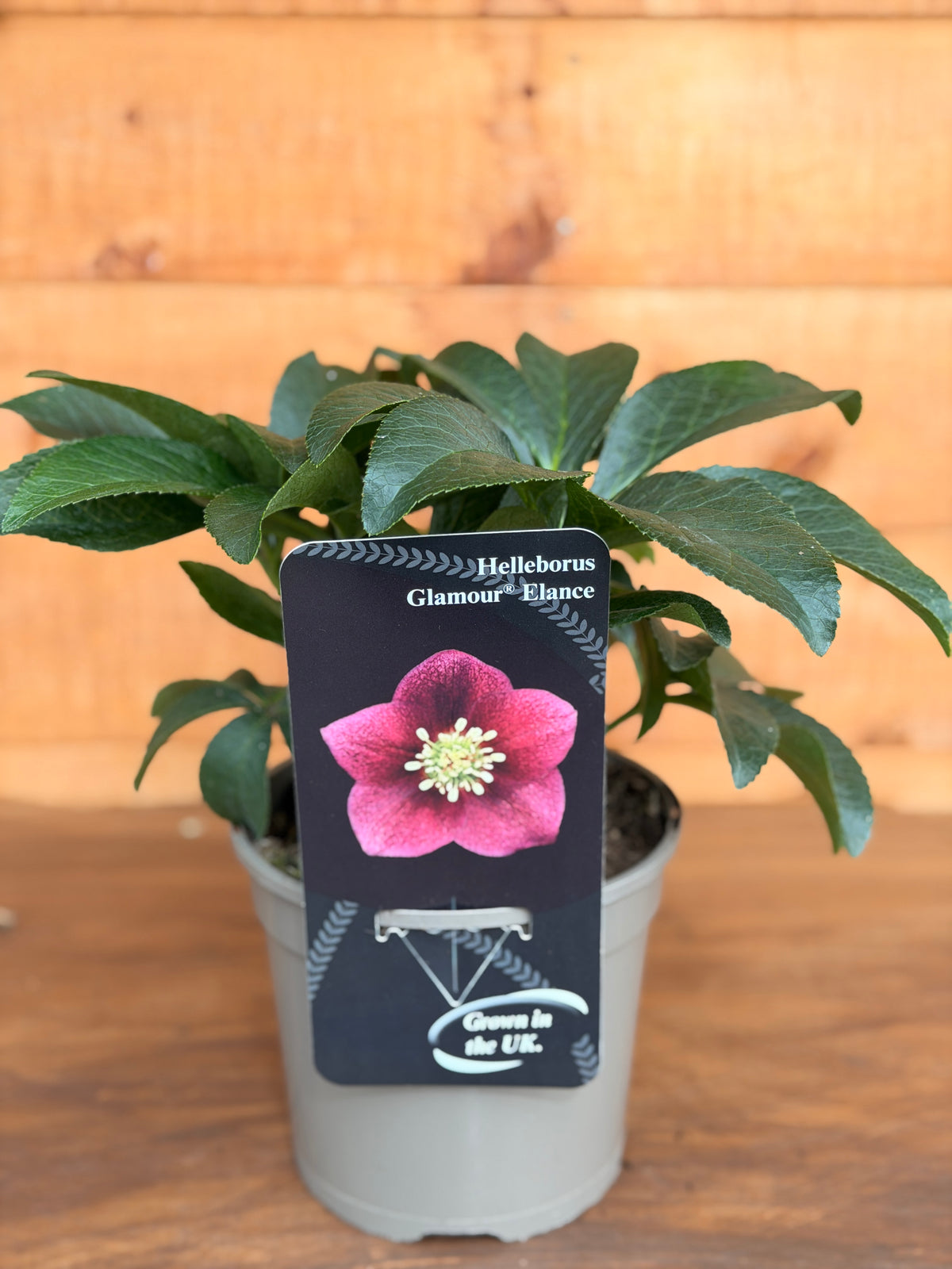 Helleborus orientalis 'Elance'