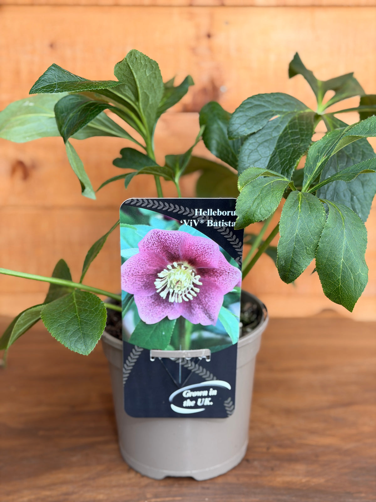 Helleborus orientalis 'Viv Batista'