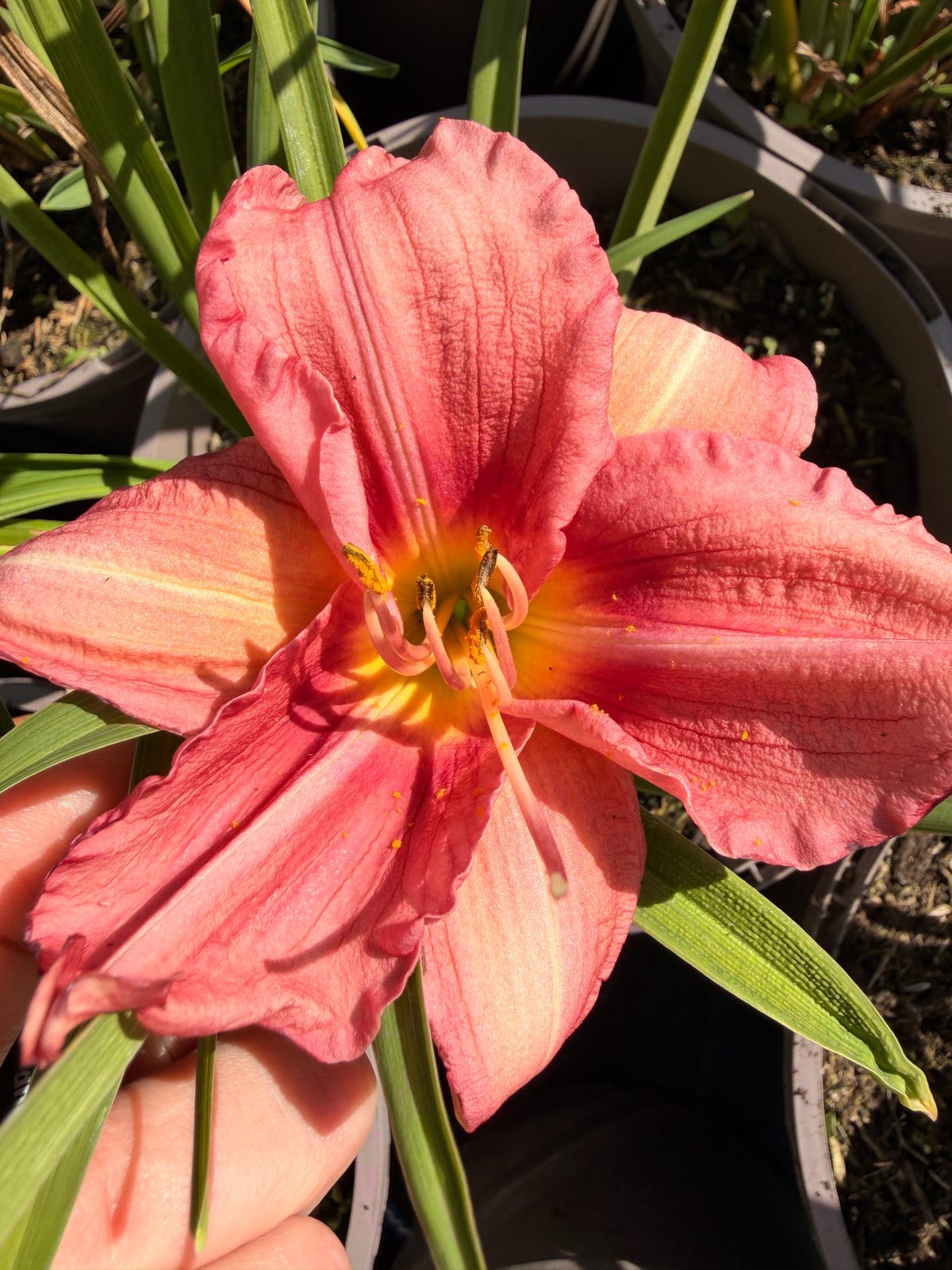 Hemerocallis 'Awesome Blossom'