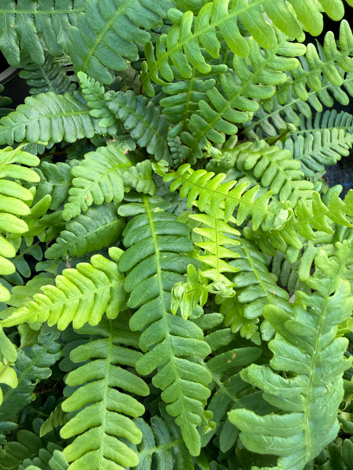 Blechnum spicant