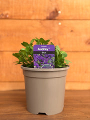 Aubrieta 'Audrey Blue Shades'