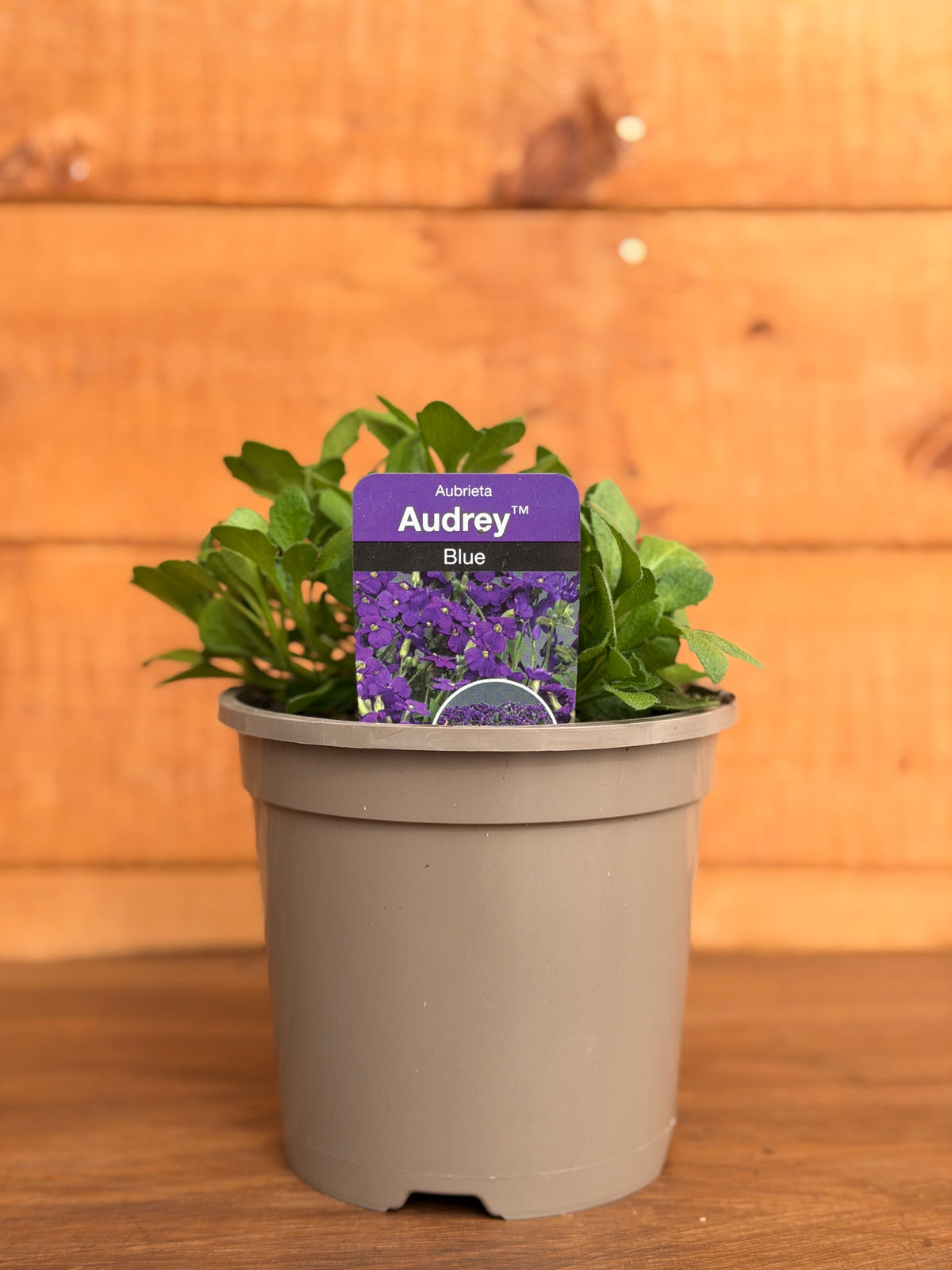 Aubrieta 'Audrey Blue Shades'