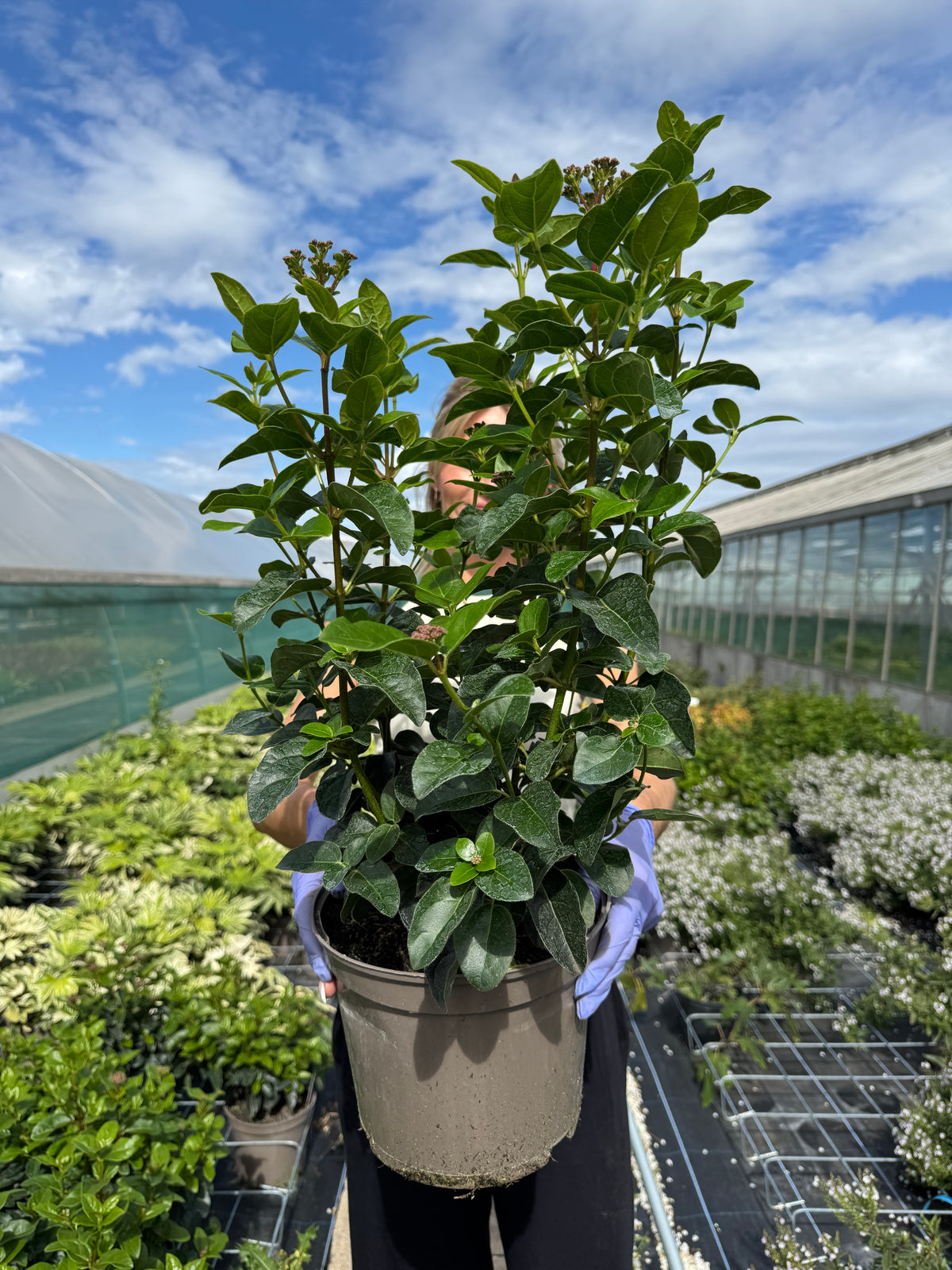 Viburnum tinus 'Lisa Rose'