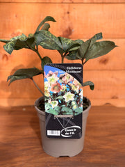 Helleborus x ericsmithii 'Winter Moonbeam'