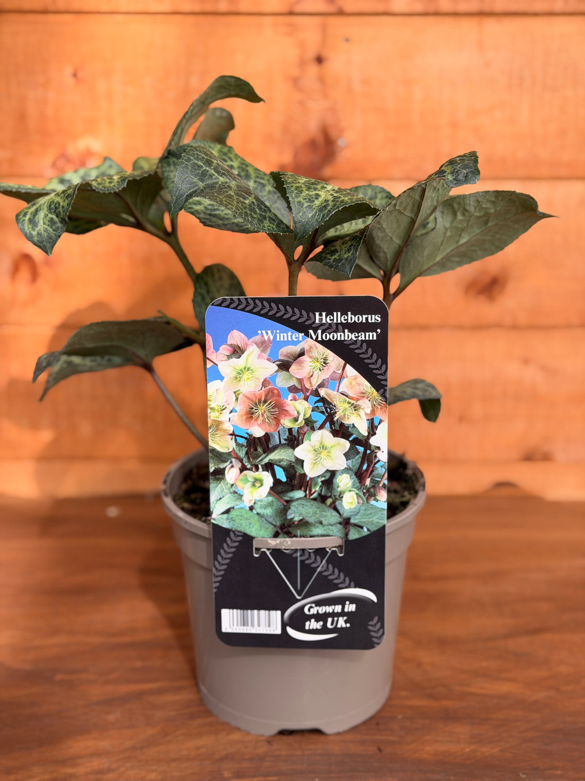 Helleborus x ericsmithii 'Winter Moonbeam'