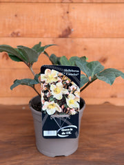 Helleborus x ericsmithii 'Camelot'