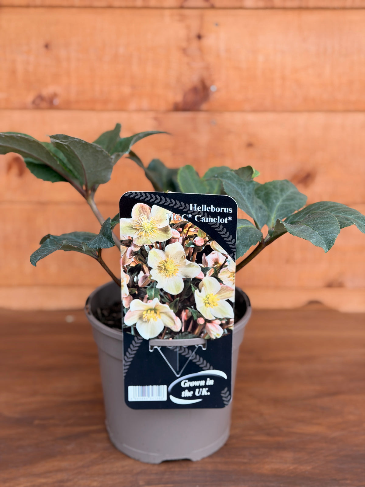 Helleborus x ericsmithii 'Camelot'