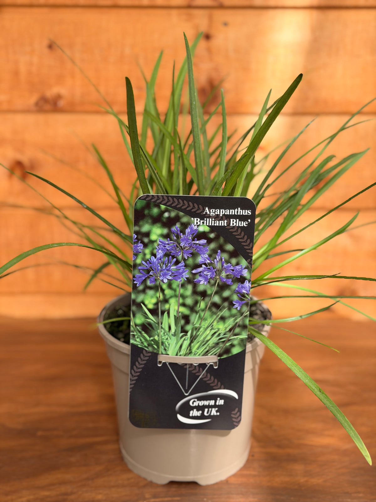 Agapanthus 'Brilliant Blue'