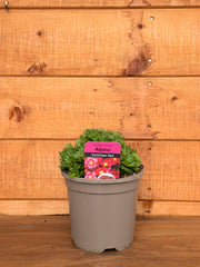 Saxifraga x arendsii 'Alpino Early Deep Red'